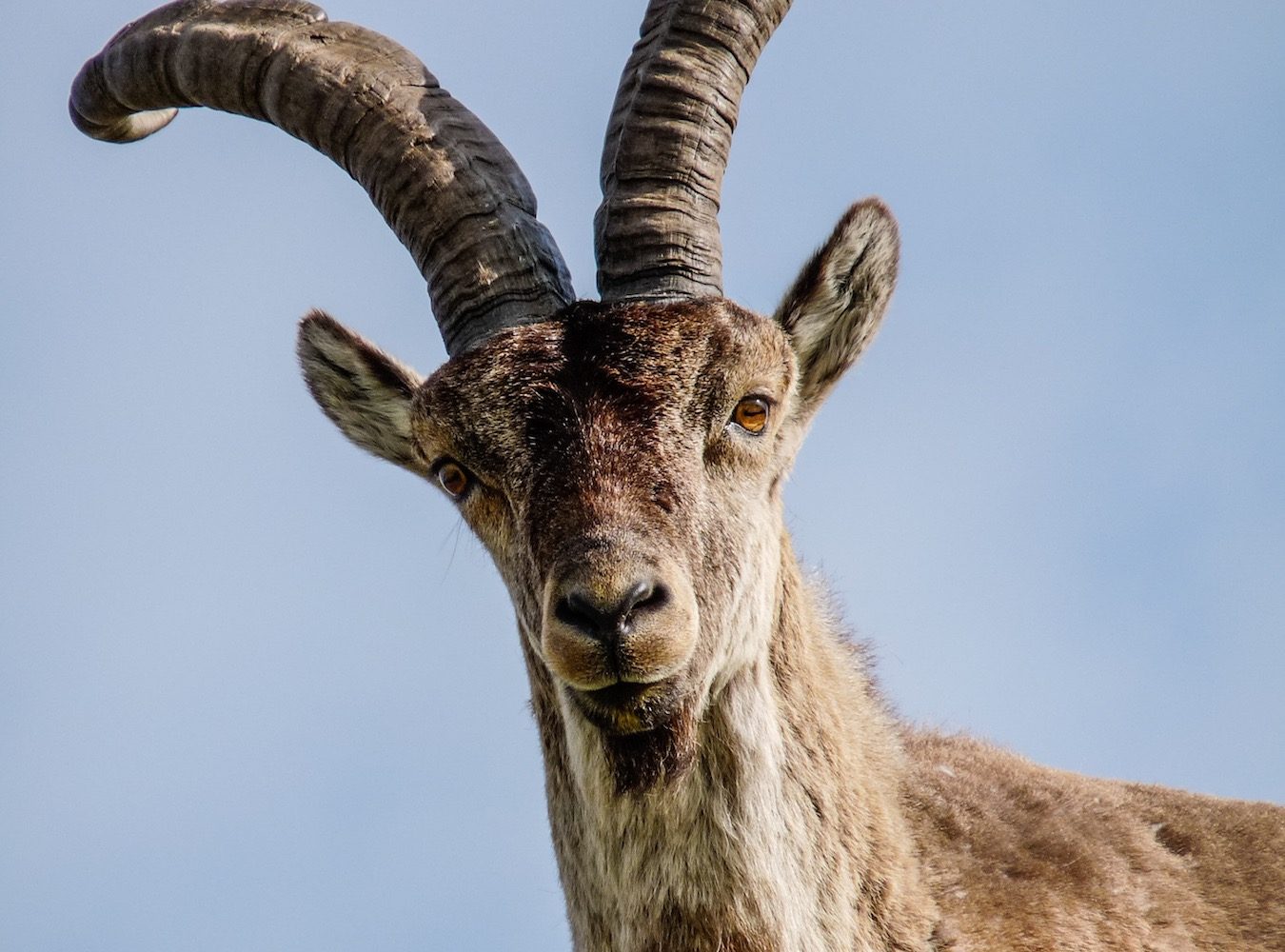 Sierra de Gredos male ibex